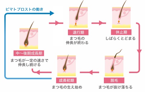 ビマトプロストの働き